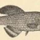 Image of Nile Jewel Cichlid