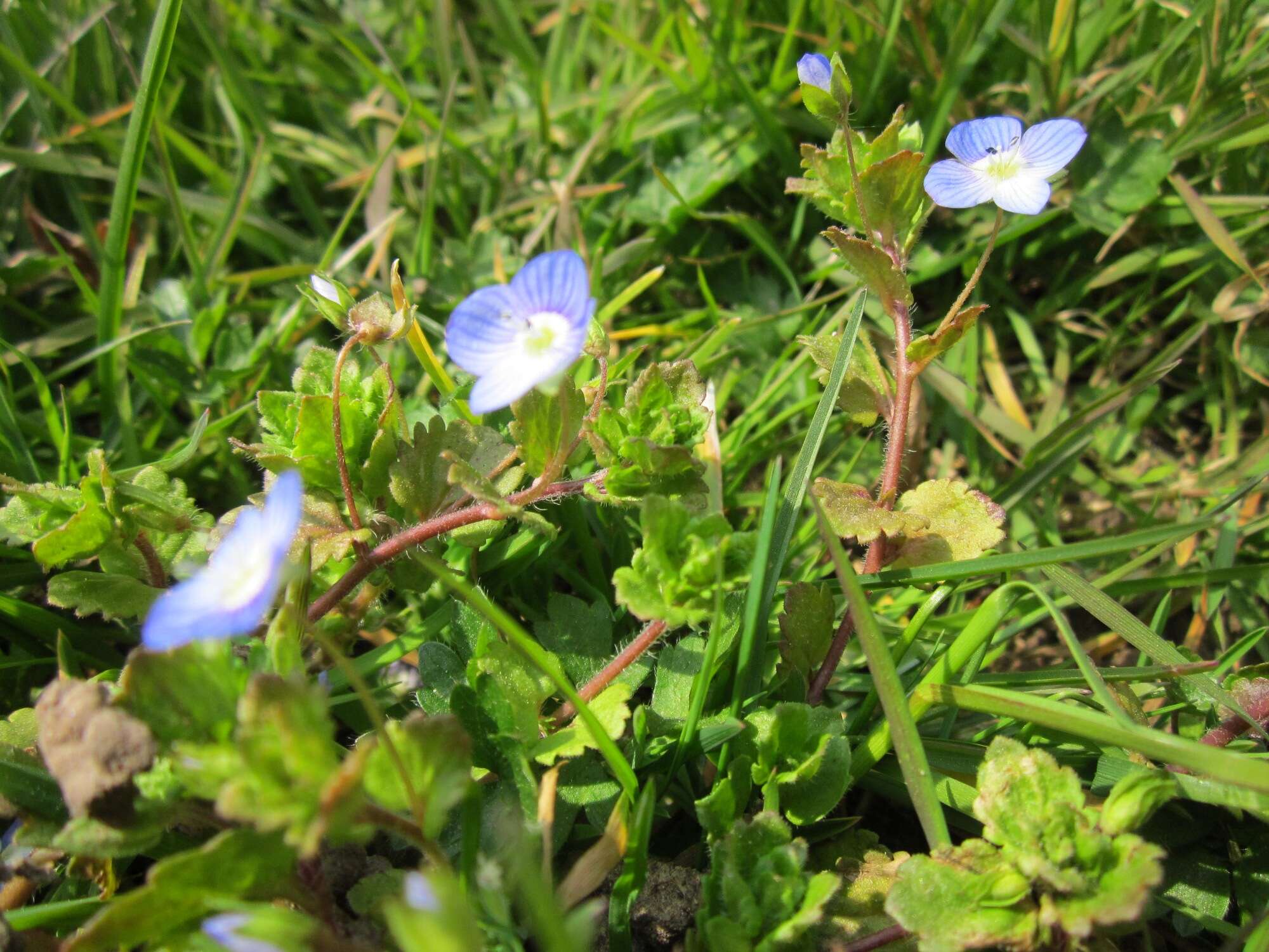 Image of birdeye speedwell