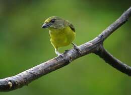 Image of Thick-billed Euphonia