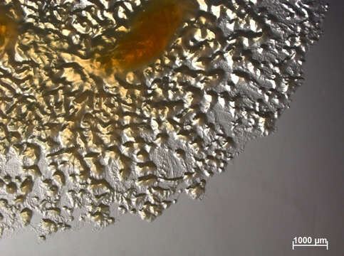 Image de Myxococcus xanthus