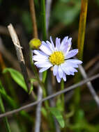 Image of Brachyscome graminea (Labill.) F. Müll.