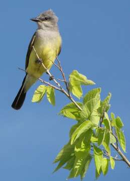 Image of Western Kingbird