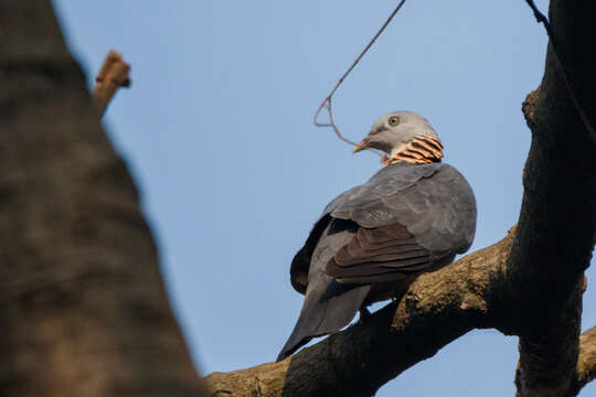 صورة Columba pulchricollis Blyth 1846