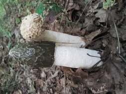 Image of Stinkhorn