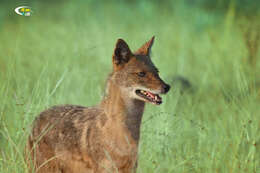 Image of golden jackal