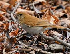 Image of Veery