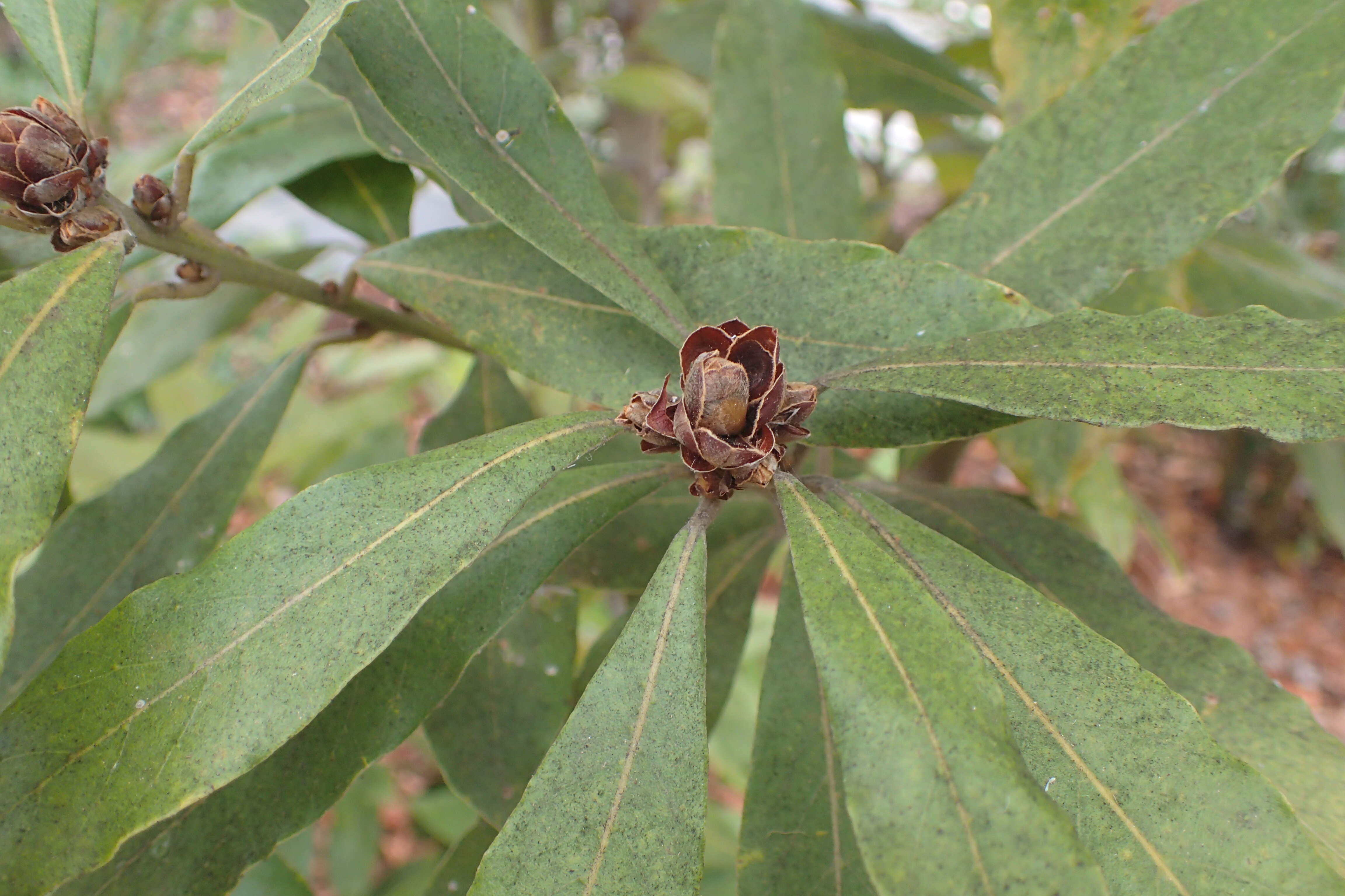 Image of Laurus novocanariensis Rivas Mart., Lousã, Fern. Prieto, E. Días, J. C. Costa & C. Aguiar