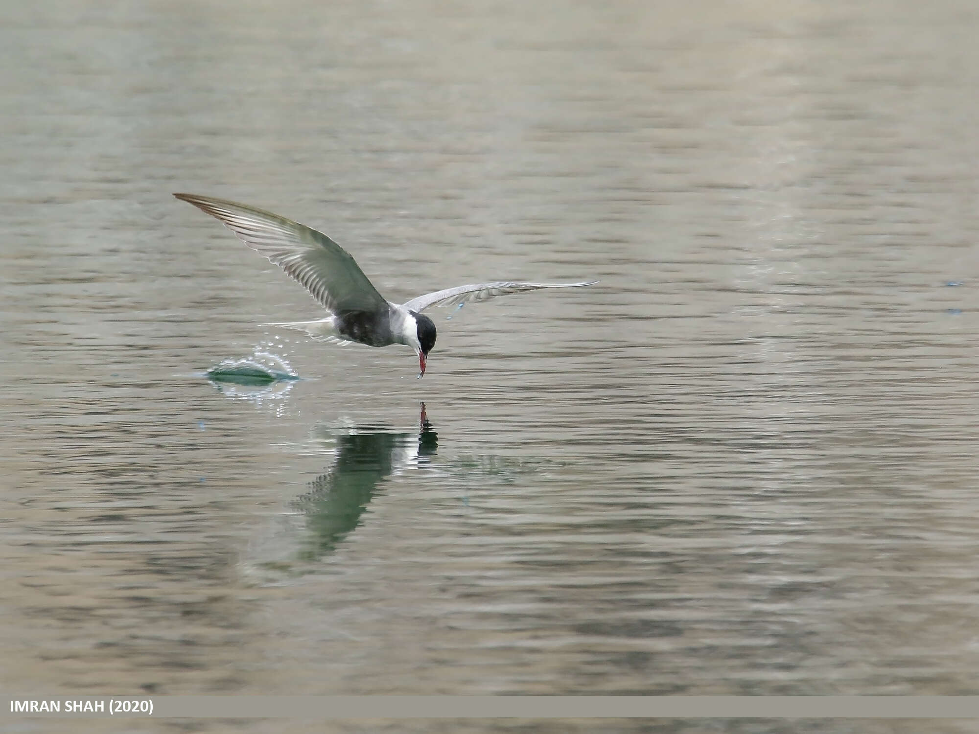 Image of Whiskered Tern