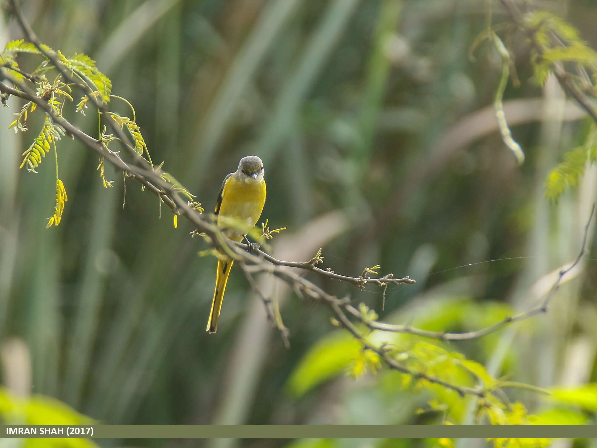 Image of Long-tailed Minivet