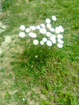 Image of Oxeye Daisy