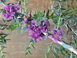 Image of Melaleuca violacea Schau.