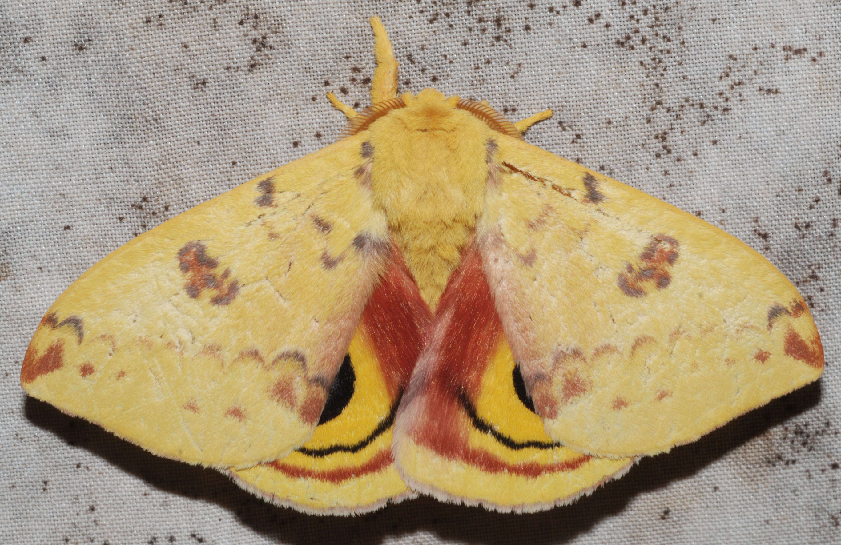 Image of Io Moth