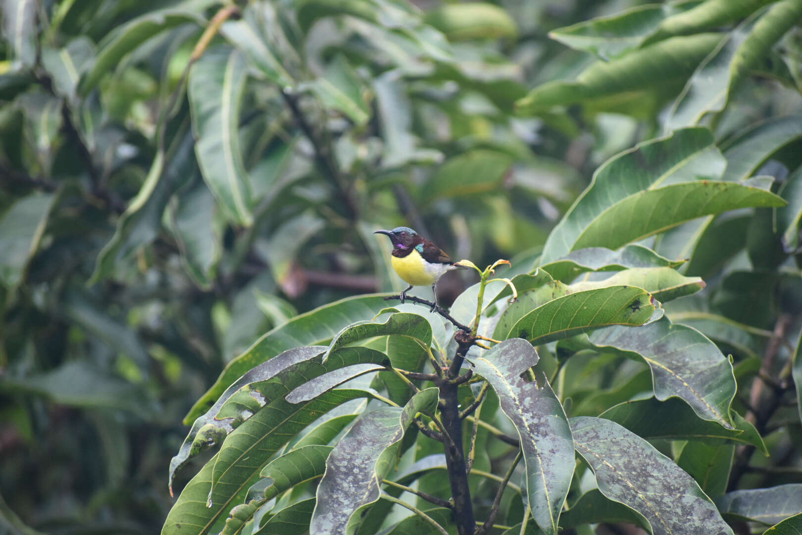 Cinnyris venustus (Shaw 1799) resmi