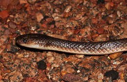 Image of Northern Small-eyed Snake