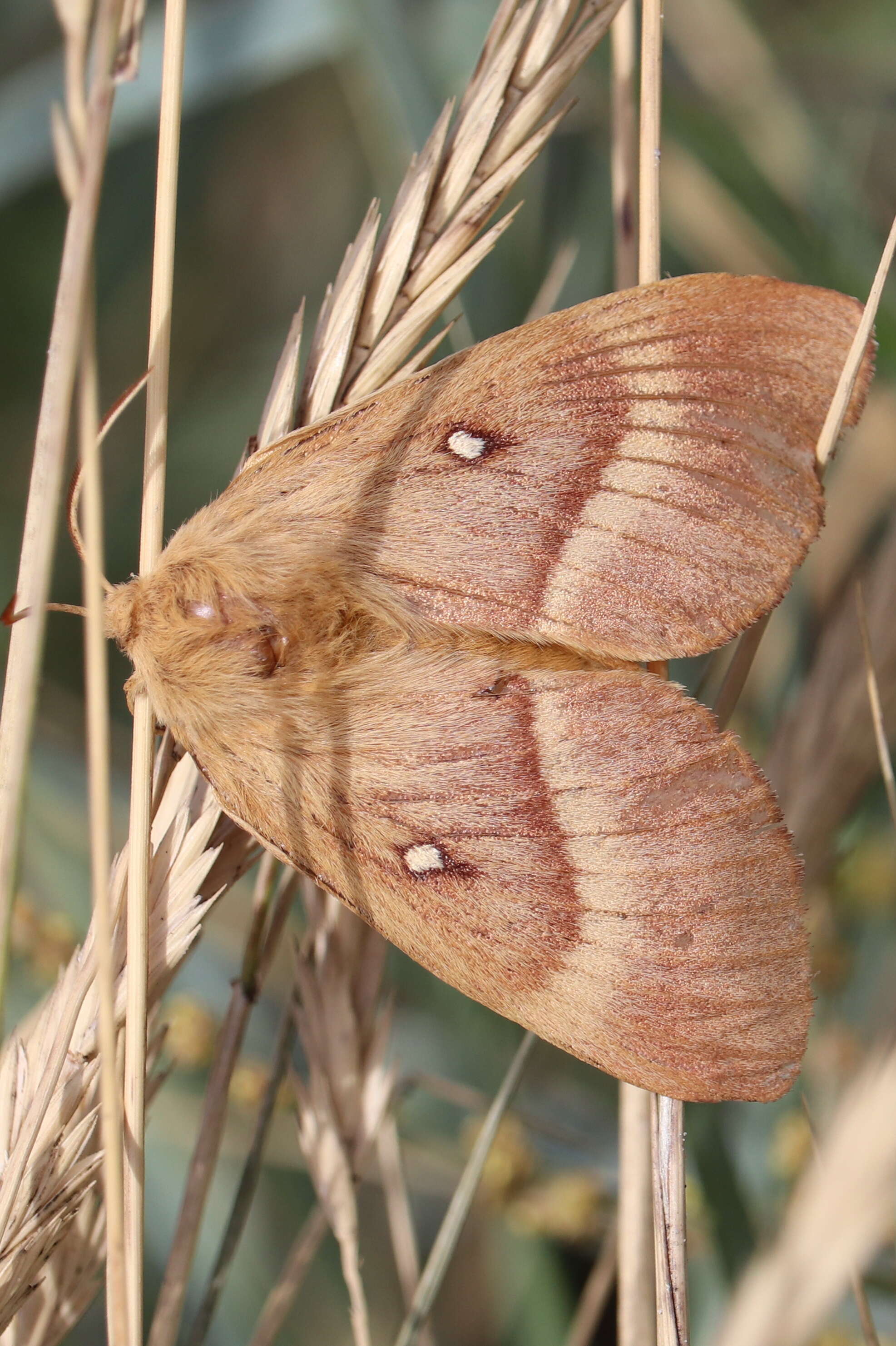 Image of oak eggar