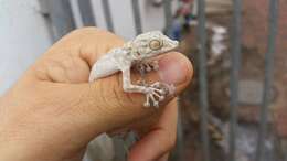 Image of Fan-fingered gecko