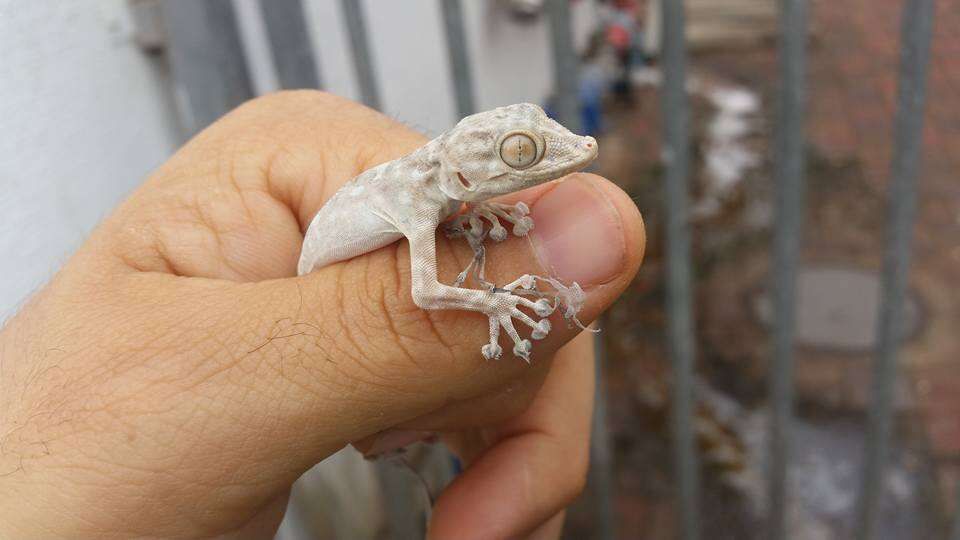 Image of Fan-fingered gecko