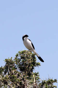 Image of Grey-backed Fiscal