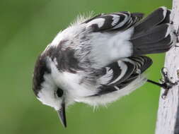 Image of Pied Water Tyrant