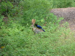 Image of Purplish-backed Jay