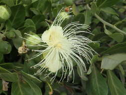 Image de Capparis mitchellii Lindl.