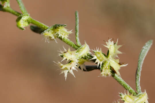 Image of broadfruit combseed