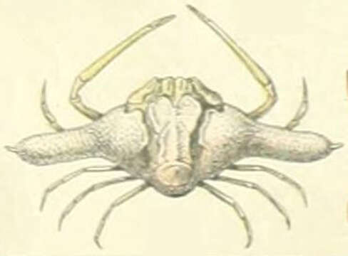 Image of Ixa Leach 1816