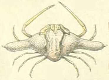 Image of Ixa Leach 1816