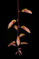 Image of Bulbophyllum callichroma Schltr.