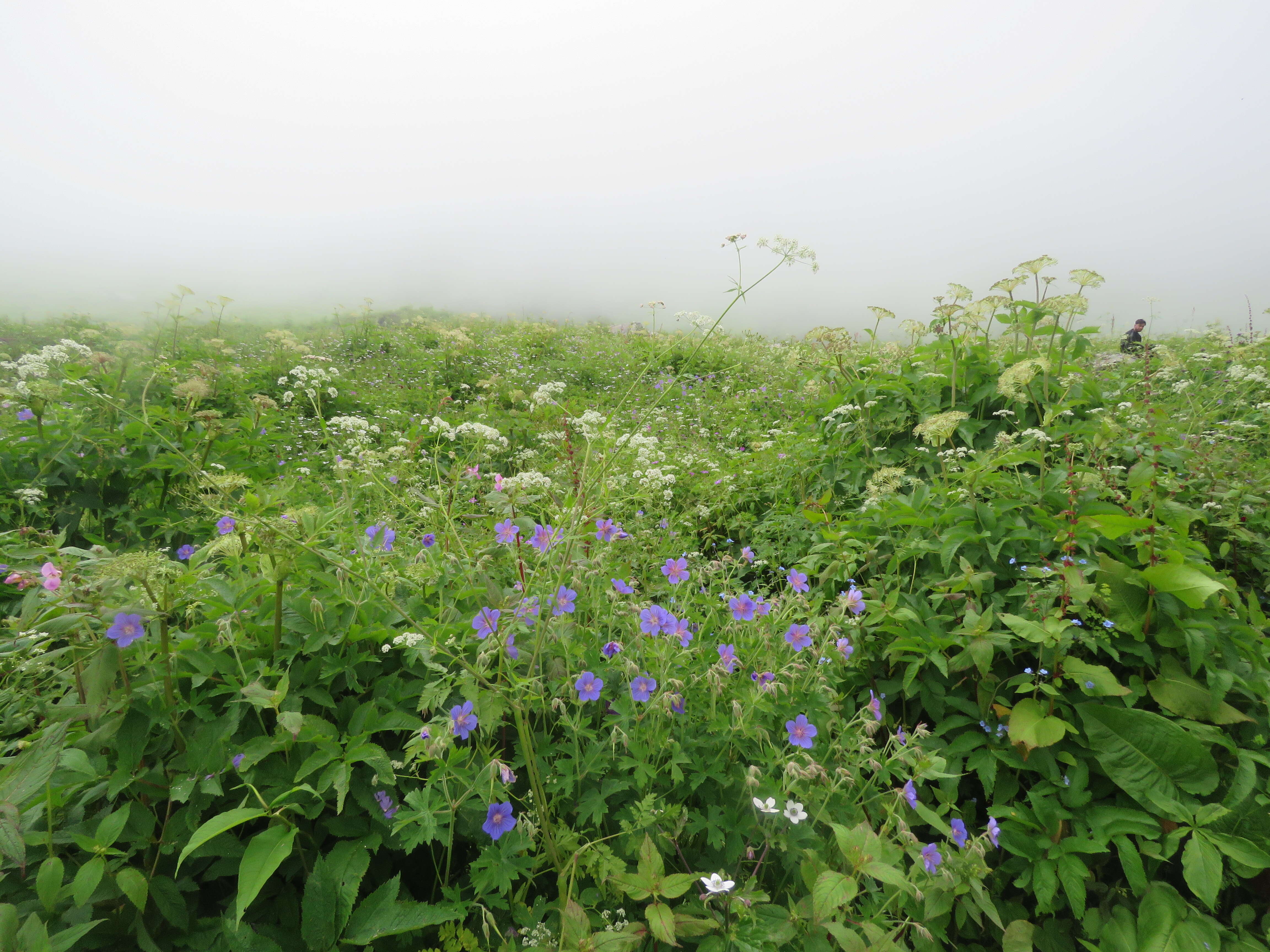 Image of Geranium wallichianum D. Don ex Sweet