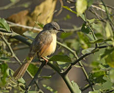 Image of Ashy Prinia