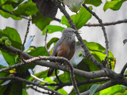 Image of Chestnut-tailed Starling