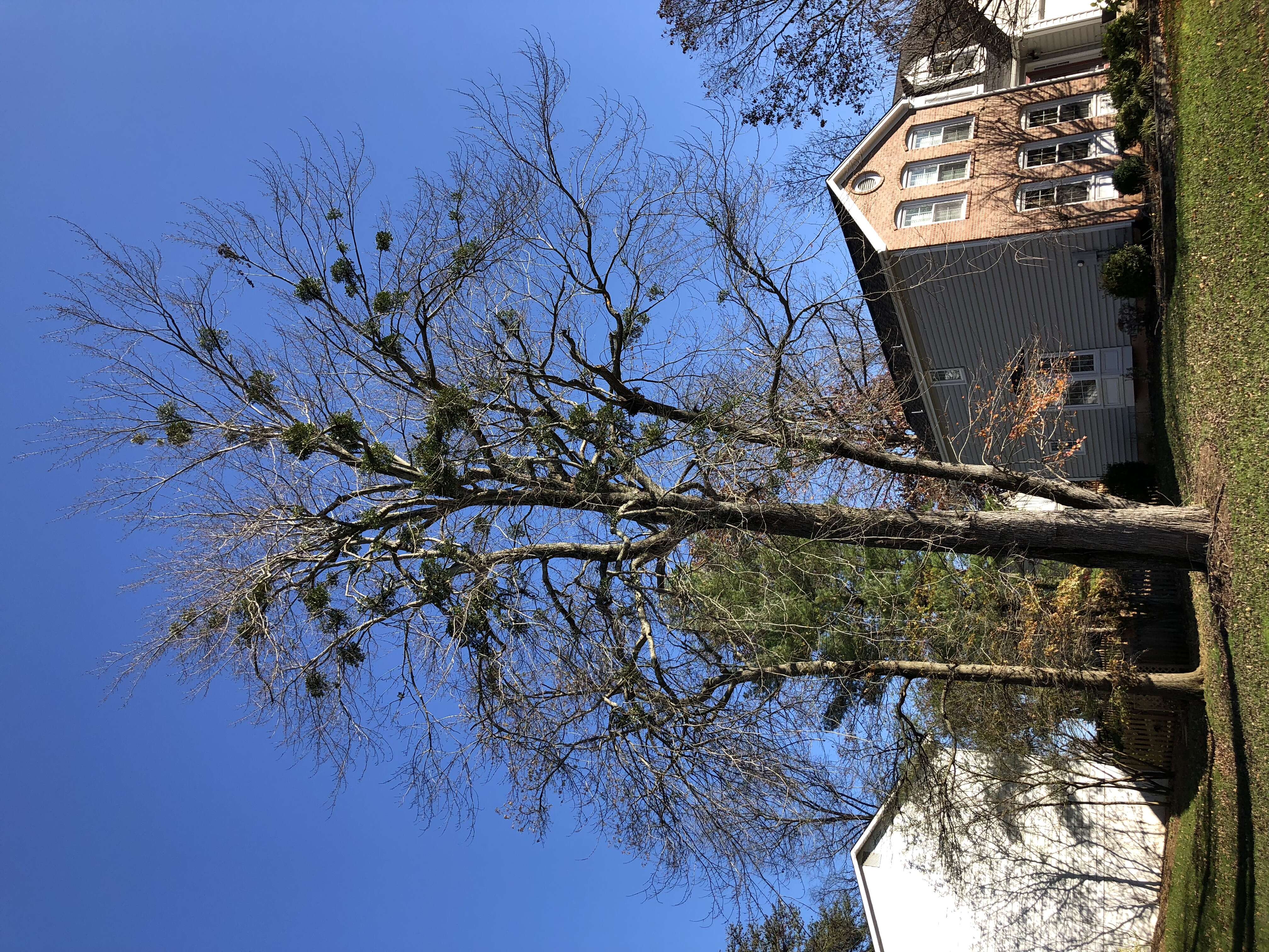 Image of European mistletoe