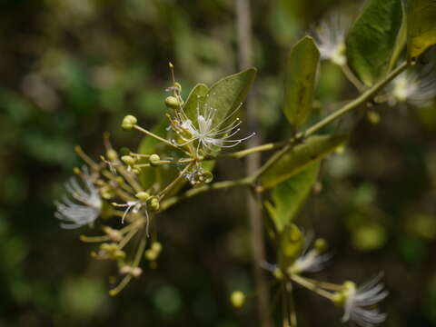 Image de Capparis sepiaria L.