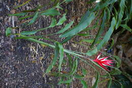 Image of Heliconia angusta Vell.