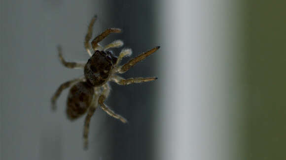 Image of Zebra spider