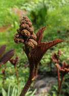 Image of Rodgersia aesculifolia Batalin