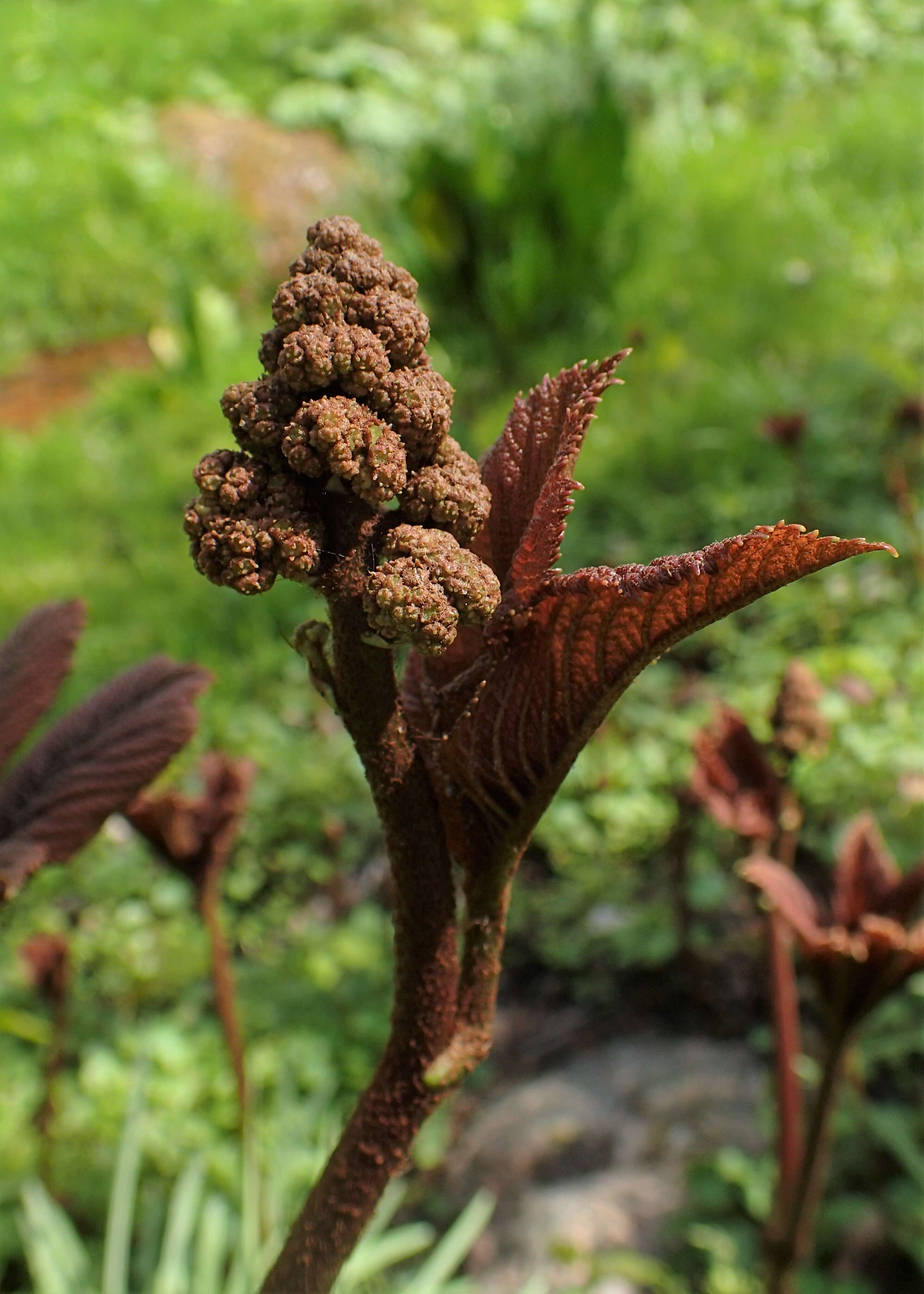 صورة Rodgersia aesculifolia Batalin