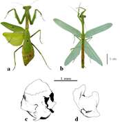 Image of Stagmomantis tolteca Saussure 1861