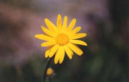 Image of arnica