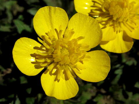 Image of Ranunculus montanus Willd.