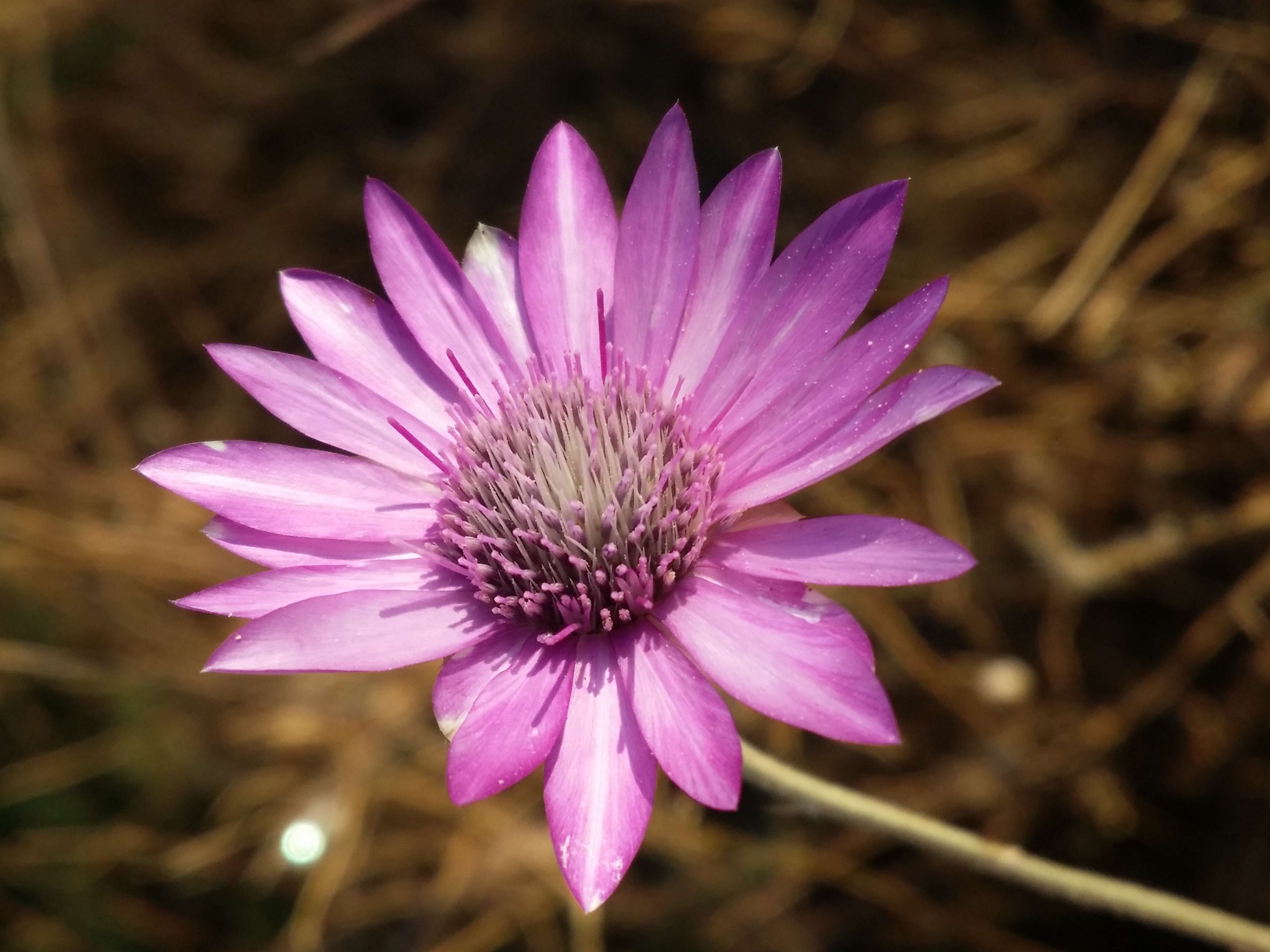 Xeranthemum annuum L. resmi