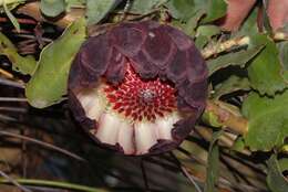 Image de Protea amplexicaulis (Salisb.) R. Br.