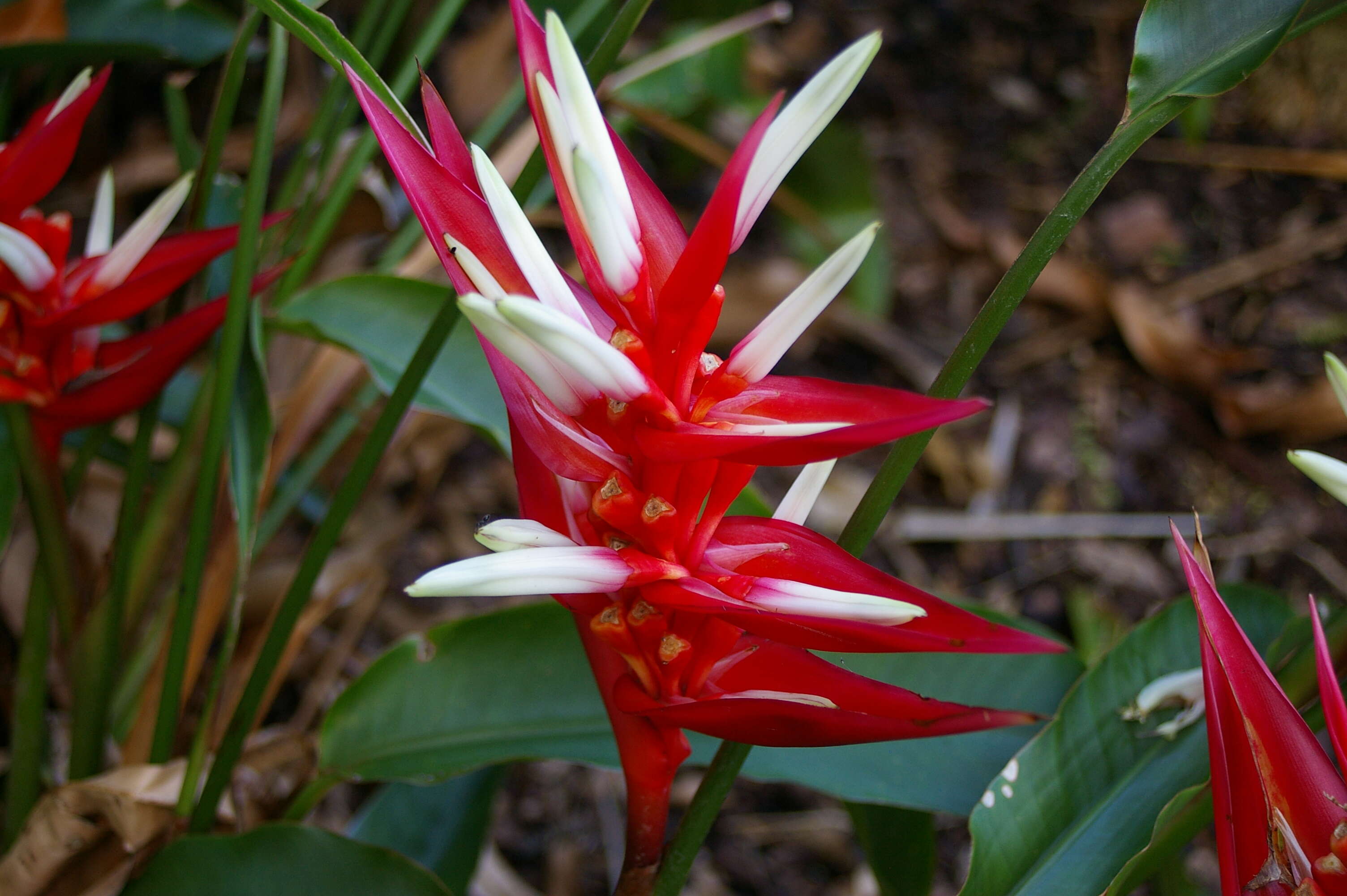 Image of Heliconia angusta Vell.