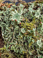 Слика од Cladonia digitata (L.) Hoffm.