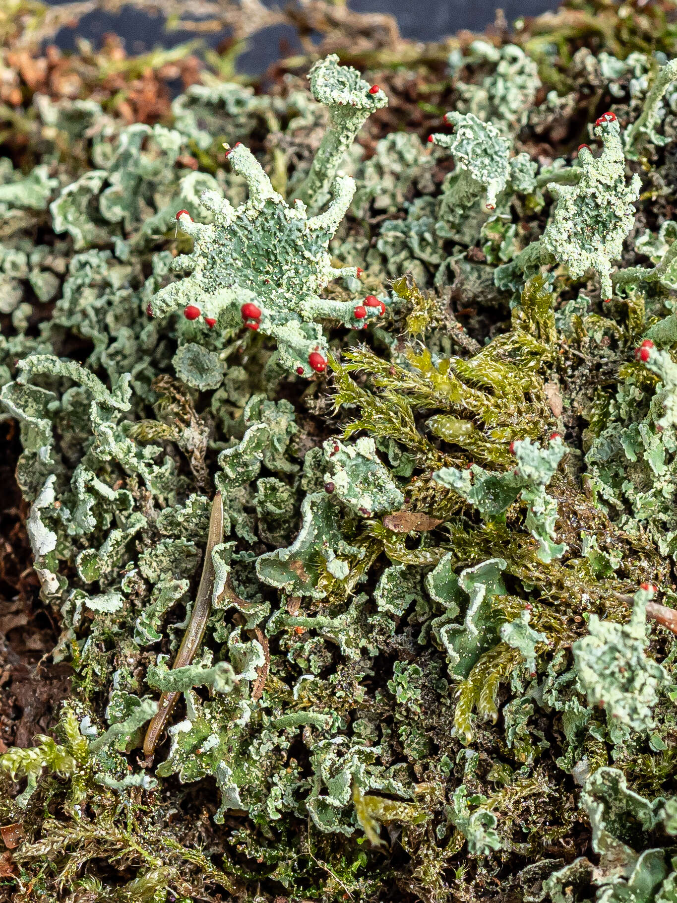 Слика од Cladonia digitata (L.) Hoffm.