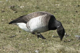 Image of Brant Goose