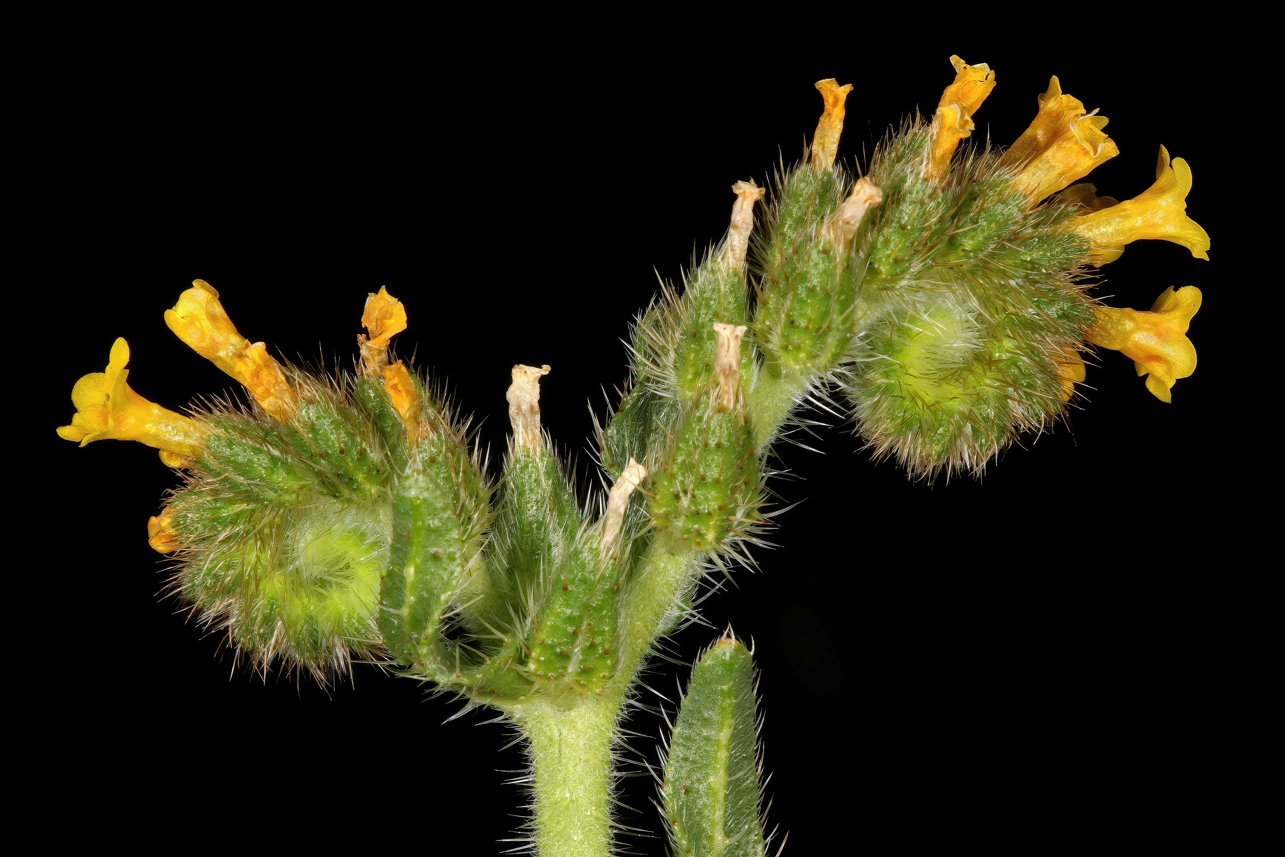 Image of Menzies' fiddleneck