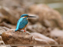 Image of Common Kingfisher