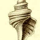 Image of Pleurotomella annulata Thiele 1912
